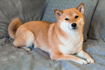 Can Dogecoin Reach $1? Yes, but Only if This Happens: https://g.foolcdn.com/editorial/images/770381/shiba-inu-dog.jpg
