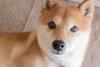 Can Dogecoin Reach $1?: https://g.foolcdn.com/editorial/images/719285/shiba-inu.jpg