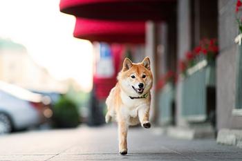 Is Shiba Inu a Millionaire Maker?: https://g.foolcdn.com/editorial/images/772007/shiba-inu.jpg