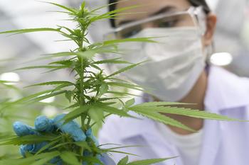 Could Tilray Stock Help You Become a Millionaire?: https://g.foolcdn.com/editorial/images/743380/person-in-lab-gear-inspecting-a-marijuana-plant-inside-a-grow-facility.jpg