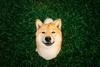 Could Shiba Inu Help You Become a Millionaire?: https://g.foolcdn.com/editorial/images/722033/gettyimages-1187235213.jpg