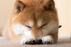 Is It Finally Time to Dump Dogecoin?: https://g.foolcdn.com/editorial/images/735781/a-sleeping-shiba-inu-dog.jpg