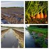 Water Ways Tochtergesellschaft erhält eine Order für landwirtschaftliche Lieferung von kanadischen Landwirten im Wert von 400.000 C$ (278.274 €): https://www.irw-press.at/prcom/images/messages/2023/72032/WaterWays_20230920_DEPRcom.001.jpeg