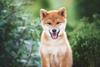 Should You Invest in Shiba Inu in 2023?: https://g.foolcdn.com/editorial/images/711020/gettyimages-1283508332.jpg