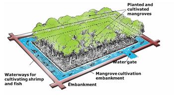 Yamaha Motor Launches Mangrove Planting Project in Indonesia: https://mms.businesswire.com/media/20240716344016/en/2183321/5/IllustrationofSilvofishery.jpg