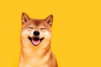 Shiba Inu: Buy the Dip?: https://g.foolcdn.com/editorial/images/718763/shiba-inu5.jpg