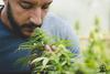 Why Shares of Canopy Growth Jumped Monday: https://g.foolcdn.com/editorial/images/738440/marijuana-cannabis-hemp-farmer-checking-plants-2.jpg
