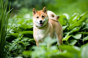 Why Shiba Inu, Cardano, and Fantom Are Ripping Higher Today: https://g.foolcdn.com/editorial/images/718802/shiba-inu17.jpg