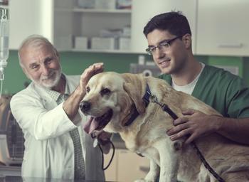 3 Reasons to Buy Zoetis, and 1 Reason to Sell: https://g.foolcdn.com/editorial/images/716521/two-vets-work-with-dog.jpg