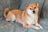 Can Shiba Inu Reach $1?: https://g.foolcdn.com/editorial/images/743097/shiba-inu-dog.jpg